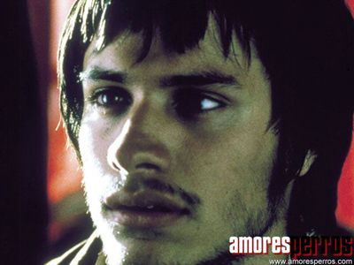 Amores Perros amores perros dog
